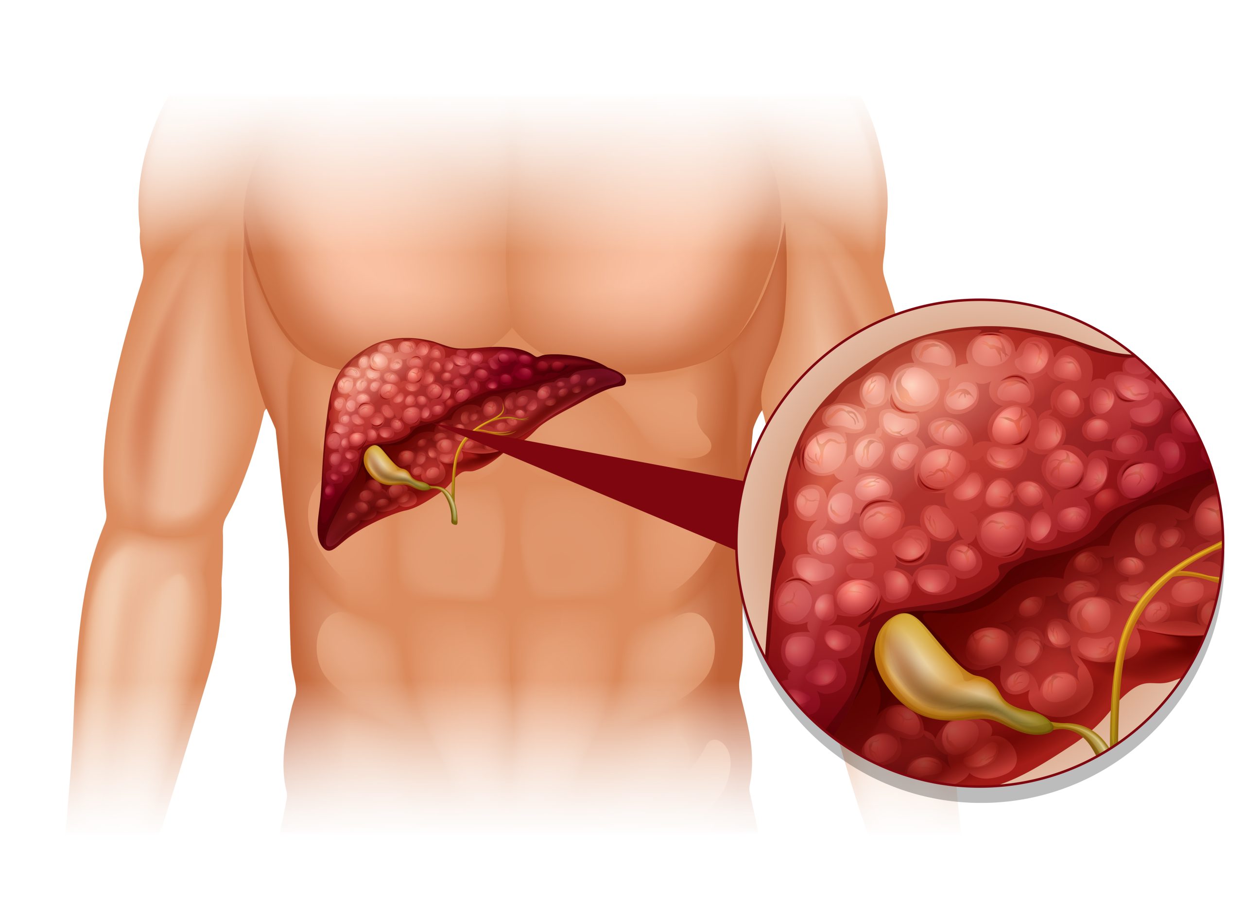 Human Liver: Functions, Diseases, and Healthy Lifestyle Tips
